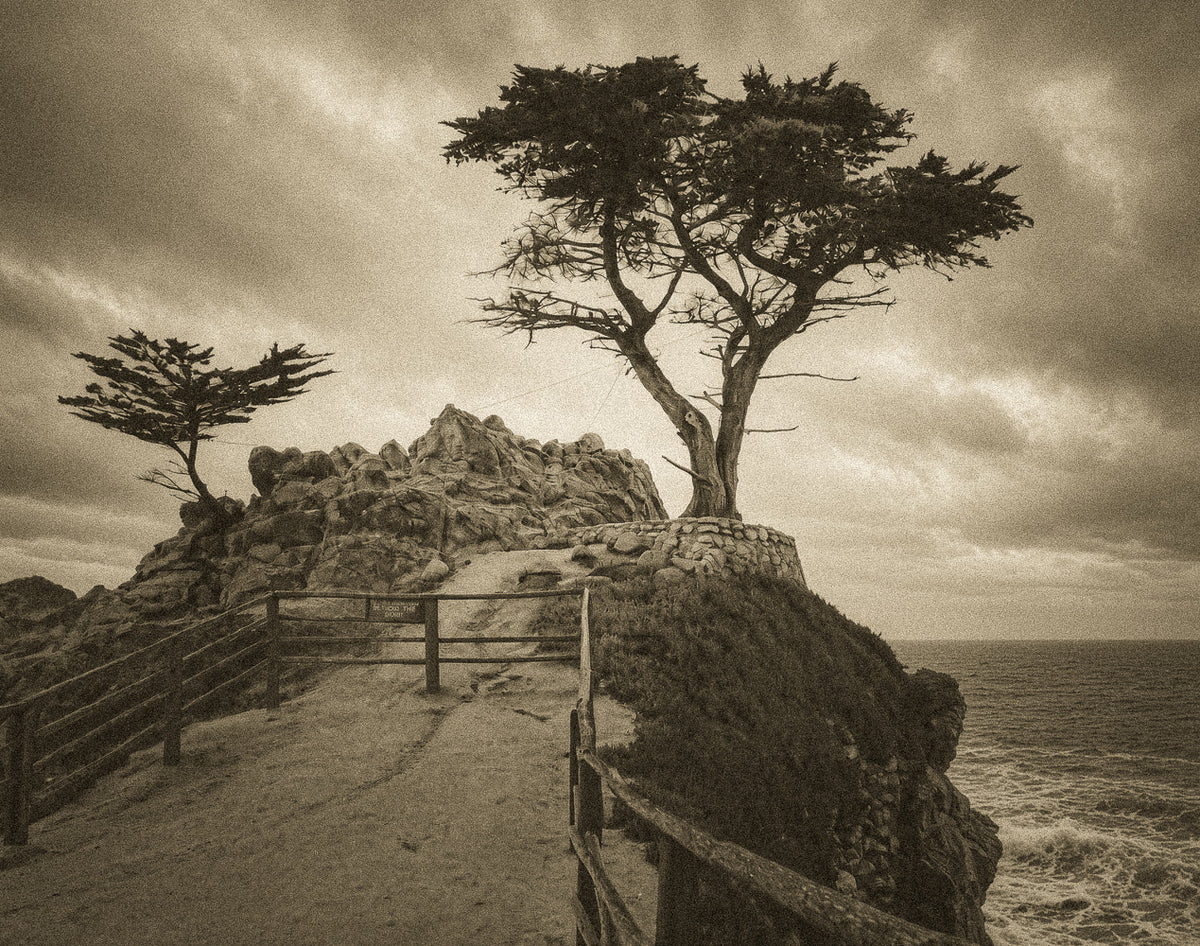 Lone Cypress on a rocky ocean overlook along 17-Mile Drive, photographed by J. Durr Wise in 1975.